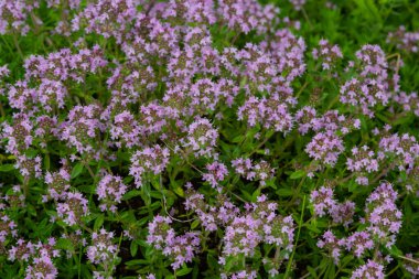 Çiçekli kokulu Thymus Serpilllum, Breckland yabani kekik, sürünen kekik, ya da elf kekik yakın çekim, makro fotoğraf. Güneşli bir günde tarlada güzel yiyecekler ve tıbbi bitkiler.