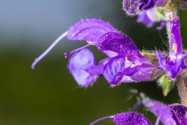 Salvia pratensis, Lamiaceae familyasından Avrupa, Batı Asya ve Kuzey Afrika 'ya özgü bir bitki türüdür..