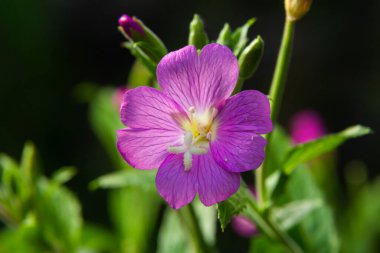 Epilobium hirsutum, great hairy willowherb closeup, soft focus.
