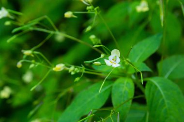 Impatiens parviflora, Small balsam a plant that likes shade.