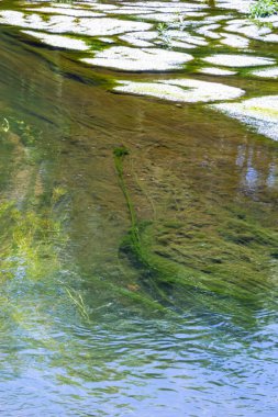 seaweed in the river in summer, sunny day. top view.
