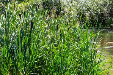 Typha latifolia Common Bulrush blackamoor flag water-torch by the lake.