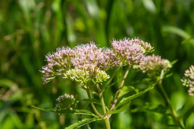 It blooms in the wild hemp agrimony Eupatorium cannabinum.