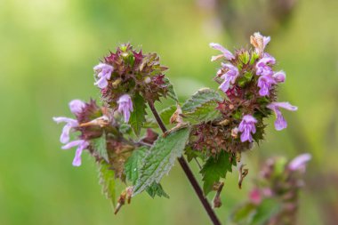 Deaf nettle blooming in a forest, Lamium purpureum. Spring purple flowers with leaves close up.