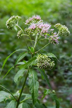 It blooms in the wild hemp agrimony Eupatorium cannabinum.