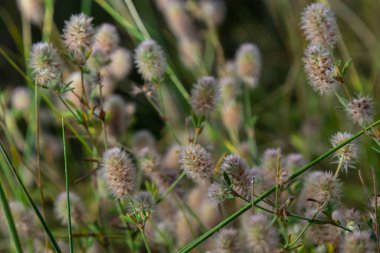 Drops of morning dew on flowers of rabbitfoot clover or stone clover Trifolium arvense. Photos with.