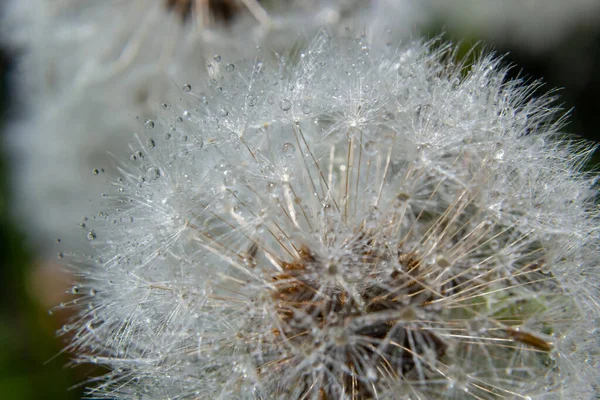 Boulette Taraxacum Sur Tige Longue Horloge Pissenlit Soufflant Graines Blanches — Photo