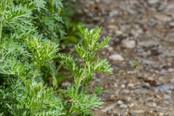 庭の木アルテミシアAbsinthium 漢方薬に使用される木の植物 — ストック写真