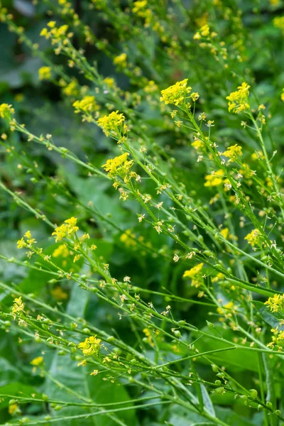 Крупный План Wintercress Barbarea Vulgaris Brassicaceae Выборочный Фокус Цветок Земляного — стоковое фото