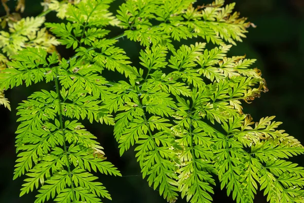 Πράσινα Φύλλα Ενός Φυτού Conium Maculatum Στον Ήλιο Φθινόπωρο Μακροεντολές — Φωτογραφία Αρχείου