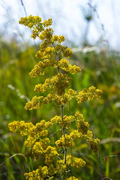 Galium Verum Herbaceous Perennial Plant Family Rubiaceae Flowering Meadow Fragrant — Stock Photo, Image