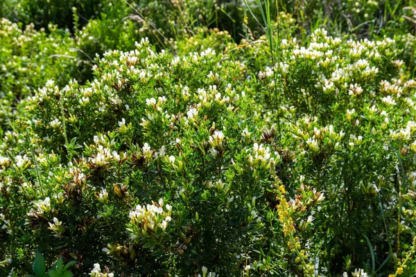 Spring Chamaecytisus Ruthenicus Blooms Wild — ストック写真