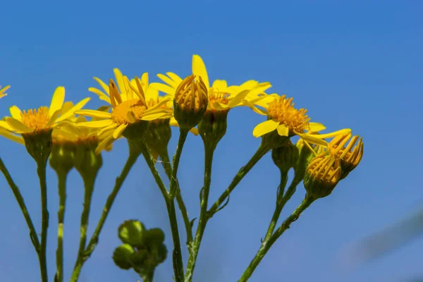 Yellow Flowering Plants Ragwort Jacobaea Vulgaris Early Morning Sunny Day — 图库照片