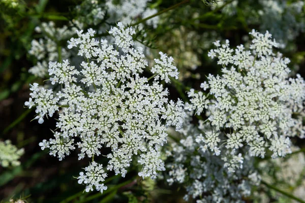 Daucus Carota Inflorescence Showing Umbellets White Small Flowers Garden Blooming — Stockfoto