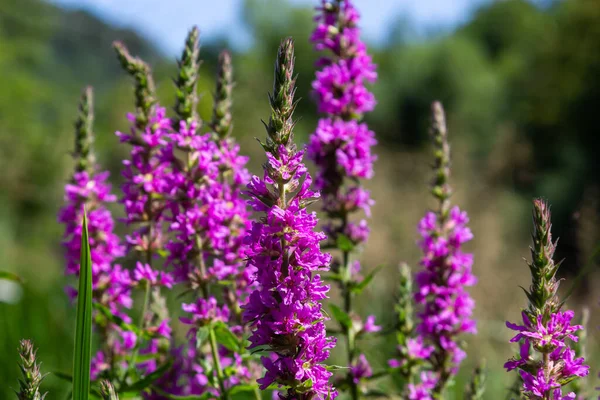 Lythrum salicaria pink flowers, purple loosestrife, spiked loosestrife, purple lythrum on green meadow.