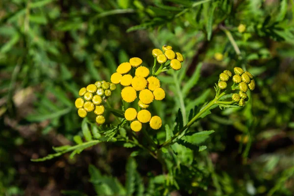 Yellow Flowers Tancy Blooming Summer Tansy Tanacetum Vulgare Perennial Herbaceous — Stock Photo, Image