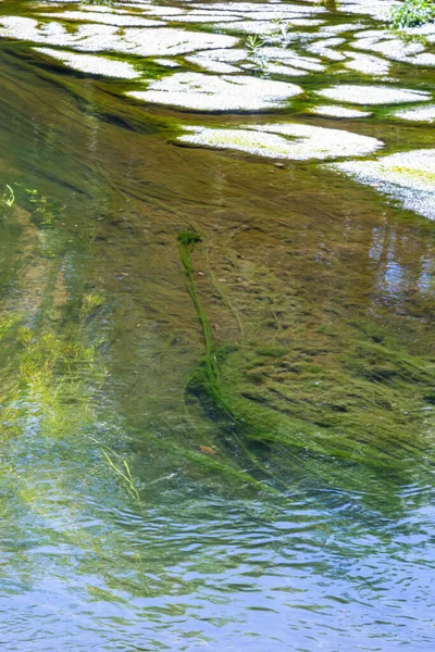 Seaweed River Summer Sunny Day Top View — Fotografia de Stock