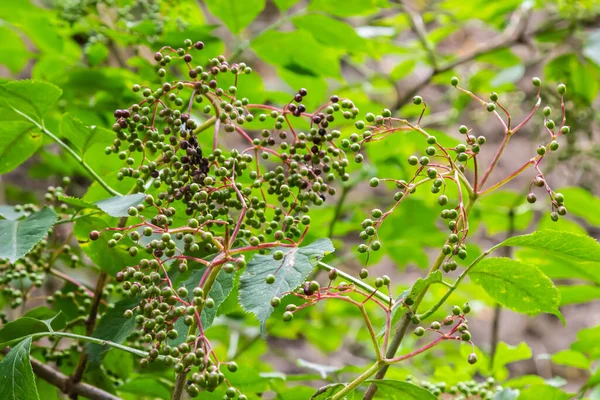 Cultivo Bayas Saúco Frutas Inmaduras Después Lluvia Jardín — Foto de Stock