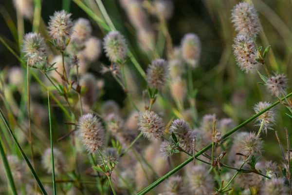 Drops Morning Dew Flowers Rabbitfoot Clover Stone Clover Trifolium Arvense — Fotografia de Stock