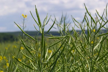 Rapeseed field before harvesting. Brassica napus, oilseed rape.
