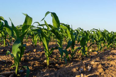 Mavi gökyüzüne karşı düzgün sıralarda dikilmiş yeşil mısır filizleri. Boşluğu kopyala, metin için boşluk. Tarım.