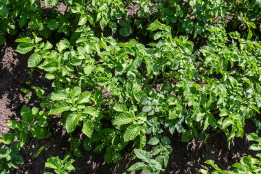 Closeup of a white and yellow blossoming potato plant in the foreground of large field in the Netherlands. It is early in the morning of a sunny day in the beginning of the summer season.