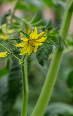 Close-up view of fully open bright yellow tomato flower among green leaves of tomatoes. Elegant romantic image of flowering tomato plant and creative idea of gardening. Green natural background.