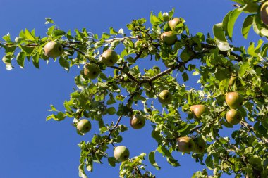 Pear tree. Pear green garden with fruit. Natural environment, outdoors.