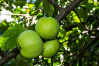 Bir daldaki yeşil elmalar hasat edilmeye hazır, açık havada, seçici bir odak.