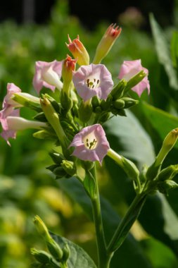 Tobacco Flowers. Tobacco big leaf crops growing in tobacco plantation field.