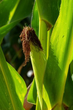 kırsal mısır alanı yakın, larvalar hasat değil, Birçok yong mısır gıda fabrikasına satmak için hasat için yetiştirilen.