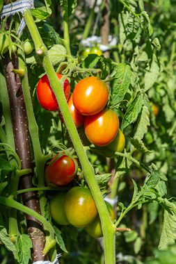 Bir serada yetiştirilen güzel kırmızı olgunlaşmış domatesler. Bahçe domates fotoğraf kopya alanı ile. Sığ derinlik-in tarla.