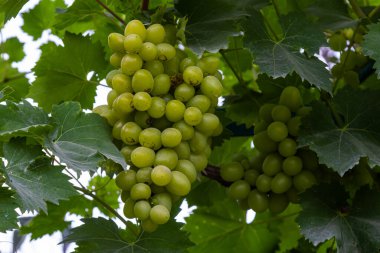 Sulu ve lezzetli fidanlıklarda olgun üzümler var..