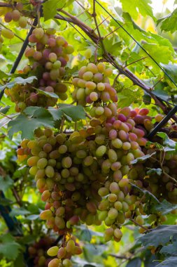Sulu ve lezzetli fidanlıklarda olgun üzümler var..