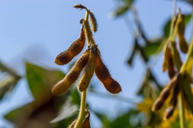 Soya fasulyesi makrosu. Soya fasulyesi hasadı, tarım baklagilleri. Soya fasulyesi tarlası - kuru soya kabuğu.