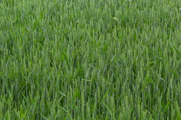 Agricultural Field Green Rye Grows Agriculture Obtaining Grain Crops Rye — Zdjęcie stockowe