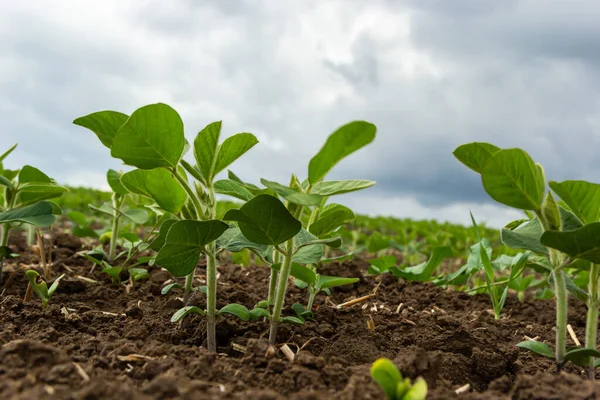 Plantation Soja Agricole Jour Ensoleillé Plante Soja Verte Contre Lumière — Photo