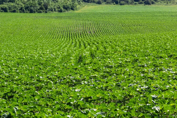 フィールドでは 除草剤を使用して若いひまわりは雑草から保護されています — ストック写真