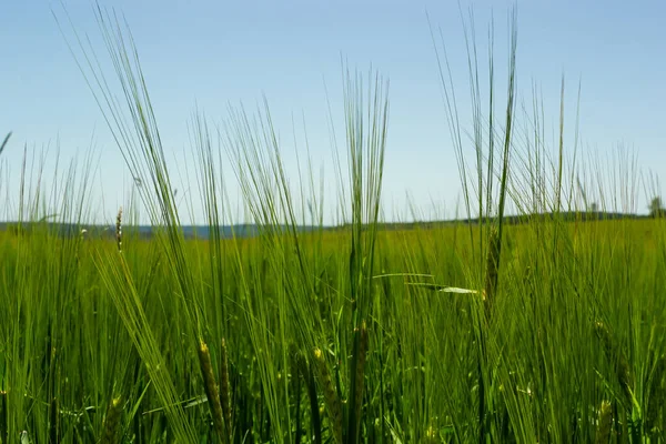 Culture Blé Début Été Soufflant Dans Brise Cultures Traditionnelles Blé — Photo