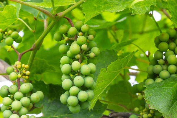 Bunches Grapes Unripe Grapes Vine Leaves Green Grapes Grapevine Baby — Zdjęcie stockowe
