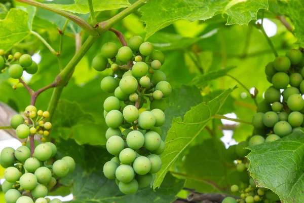 bunches of grapes. unripe grapes. vine and leaves. Green grapes. Grapevine with baby grapes and flowers - flowering of the vine with small grape berries.