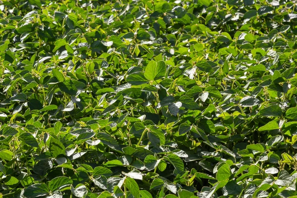 Soybean Pods Close Agricultural Soy Plantation Sunshine Soy Bean Plant — ストック写真