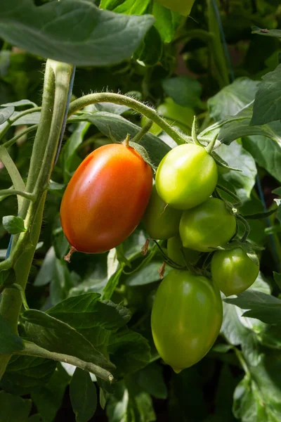 A bunch of green tomatoes on a bush. Tomatoes ripen in the garden. Bush with green tomatoes. Lots of tomatoes on the bush.