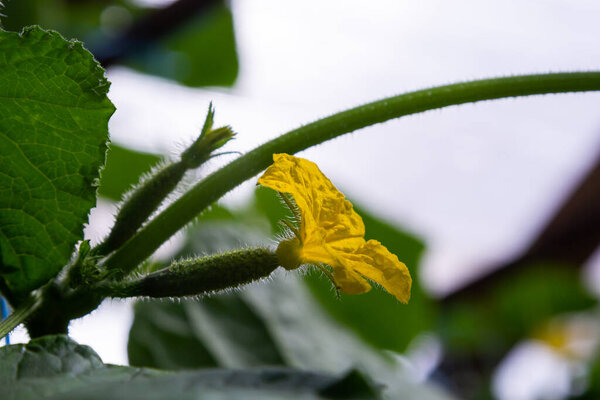 Young green cucumbers vegetables hanging on lianas of cucumber plants in green house.
