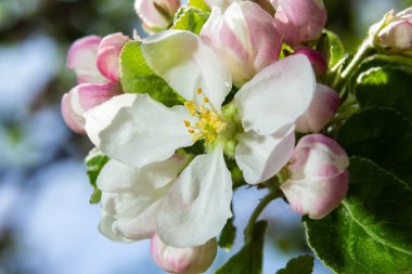 İlkbaharda açan elma ağacının taze çiçekleri..