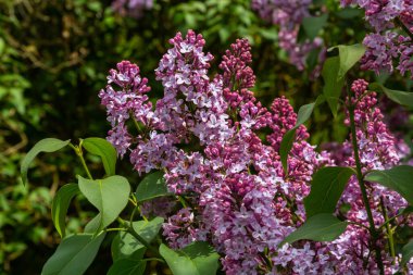 Yeşil yapraklardan oluşan bir arka planda leylak dalı. Bahar.