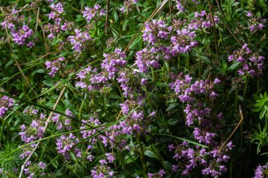 Thymus Serpilllum, Breckland kekiğinin makrofotografı. Çamlık yaban kekiği, sürünen kekik, ya da elf kekikleri. Doğal tıp. Mutfak malzemeleri ve yaşam alanındaki mis kokulu baharat..