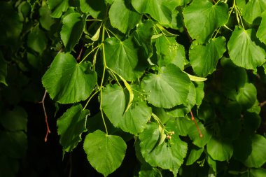 Linden branch with green leaves and buds before flowering.