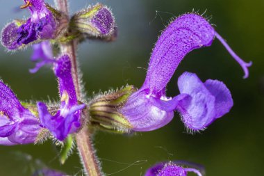 Salvia pratensis adaçayı çiçeği, çiçek açan mavi menekşe mor mmeadow clary bitkileri, yeşil çimen yaprakları.