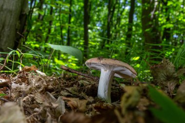 Russula, bir yaz günü, doğal bir ortamda, ormanda yerde..